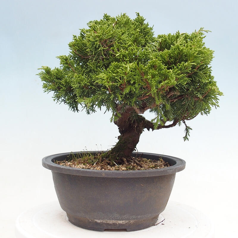 Outdoor bonsai - Juniperus chinensis Itoigawa - Jałowiec chiński