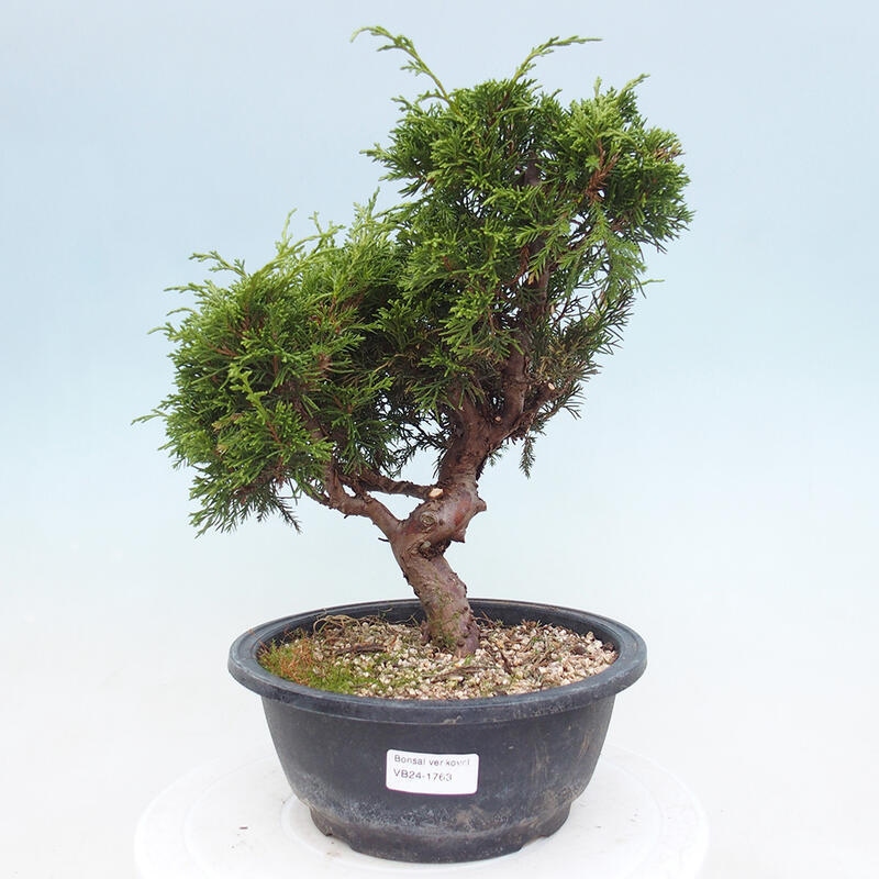 Outdoor bonsai - Juniperus chinensis Itoigawa - Jałowiec chiński