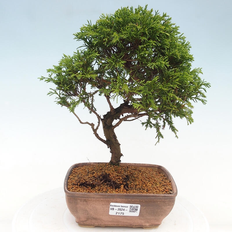 Outdoor bonsai - Juniperus chinensis Itoigawa - Jałowiec chiński