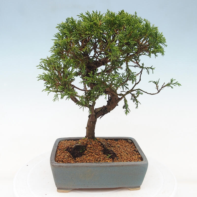 Outdoor bonsai - Juniperus chinensis Itoigawa - Jałowiec chiński