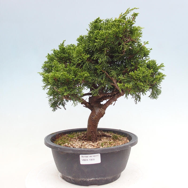 Outdoor bonsai - Juniperus chinensis Itoigawa - Jałowiec chiński