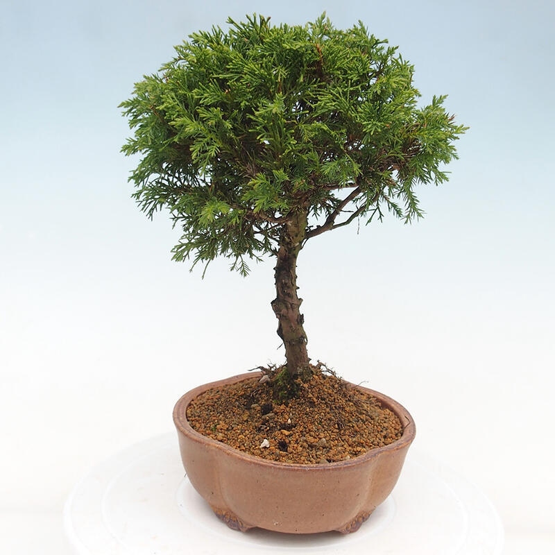 Outdoor bonsai - Juniperus chinensis Itoigawa - Jałowiec chiński