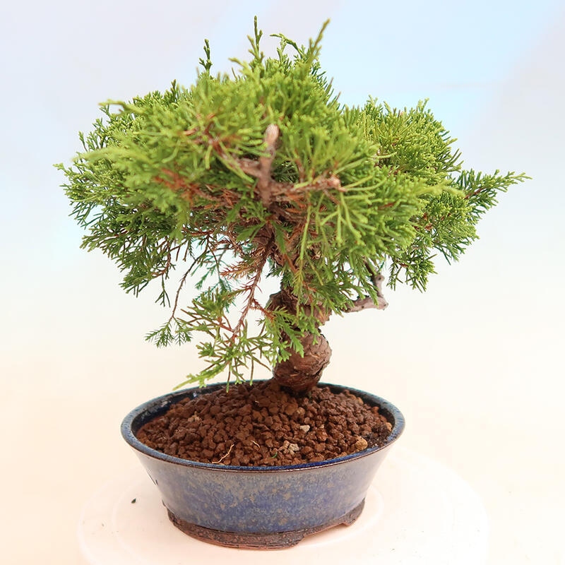 Outdoor bonsai - Juniperus chinensis Itoigawa - Jałowiec chiński