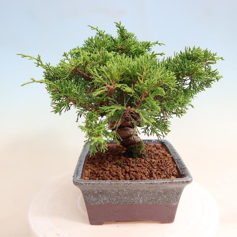 Outdoor bonsai - Juniperus chinensis Itoigawa - Jałowiec chiński