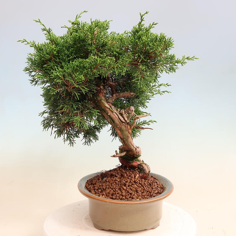 Outdoor bonsai - Juniperus chinensis Itoigawa - Jałowiec chiński