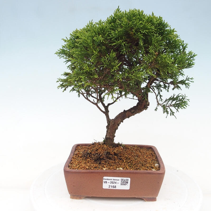 Outdoor bonsai - Juniperus chinensis Itoigawa - Jałowiec chiński