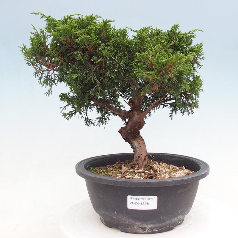 Outdoor bonsai - Juniperus chinensis Itoigawa - Jałowiec chiński