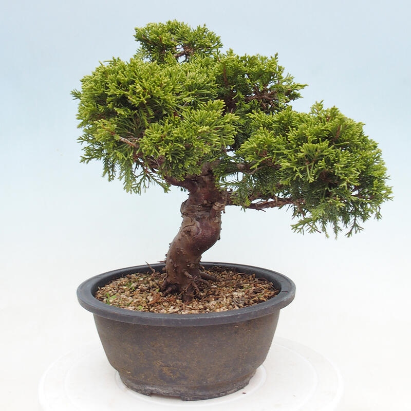 Outdoor bonsai - Juniperus chinensis Itoigawa - Jałowiec chiński