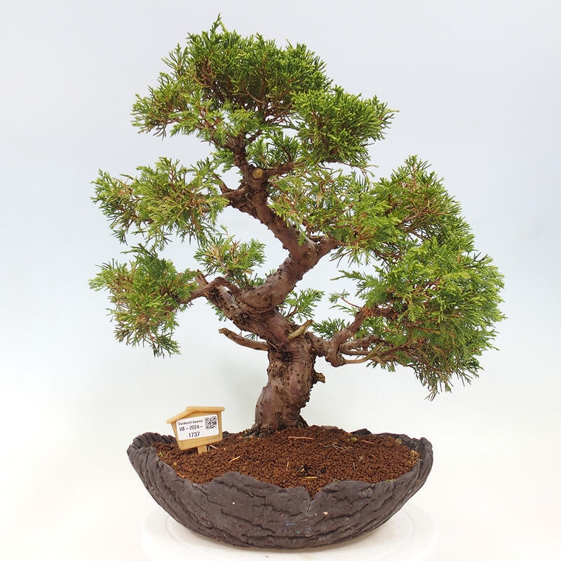 Bonsai zewnętrzne - Juniperus chinensis Kishu - Jałowiec chiński