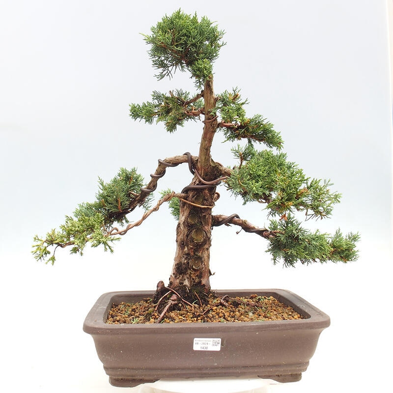 Outdoor bonsai - Juniperus chinensis Kishu - chiński jałowiec