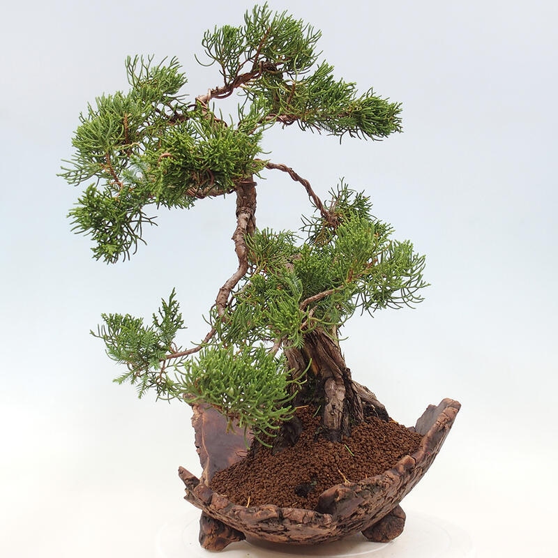 Bonsai zewnętrzne - Juniperus chinensis Kishu - Jałowiec chiński