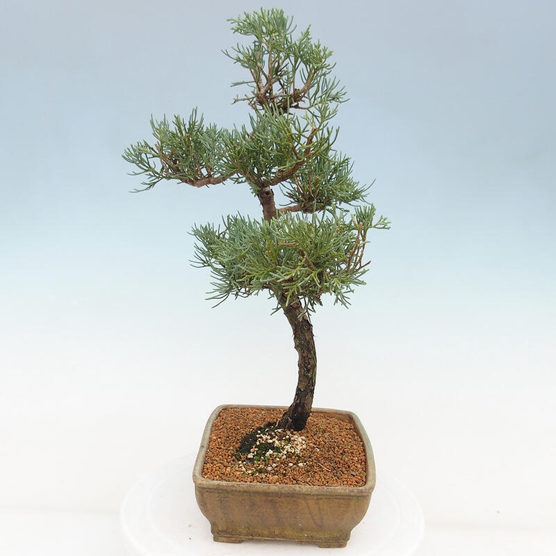 Outdoor bonsai - Juniperus chinensis Kishu - chiński jałowiec