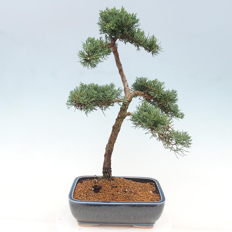 Outdoor bonsai - Juniperus chinensis Kishu - chiński jałowiec