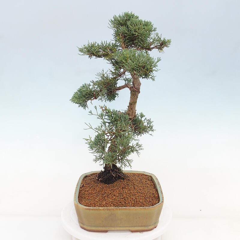 Outdoor bonsai - Juniperus chinensis Kishu - chiński jałowiec