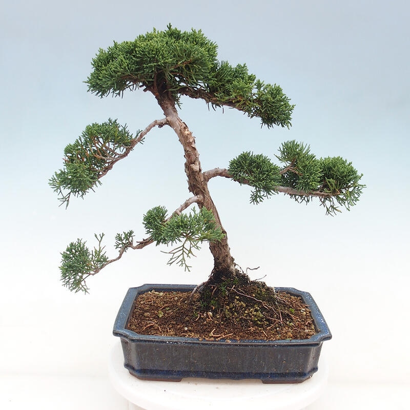 Outdoor bonsai - Juniperus chinensis Kishu - chiński jałowiec