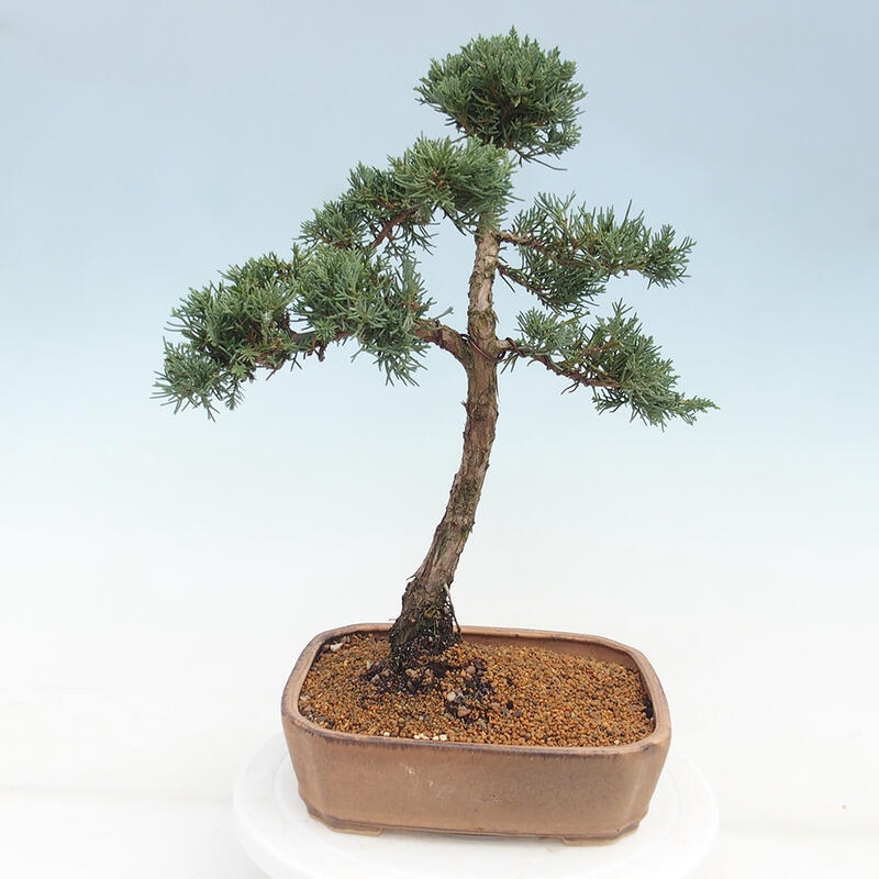 Outdoor bonsai - Juniperus chinensis Kishu - chiński jałowiec