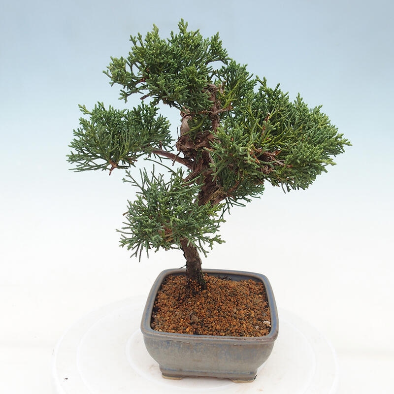 Outdoor bonsai - Juniperus chinensis Kishu - chiński jałowiec