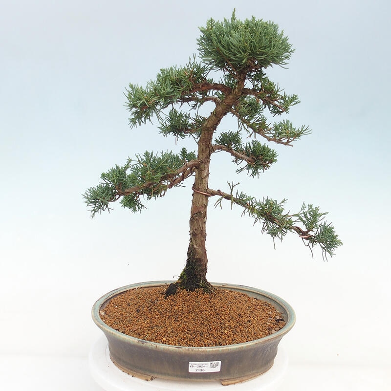 Outdoor bonsai - Juniperus chinensis Kishu - chiński jałowiec