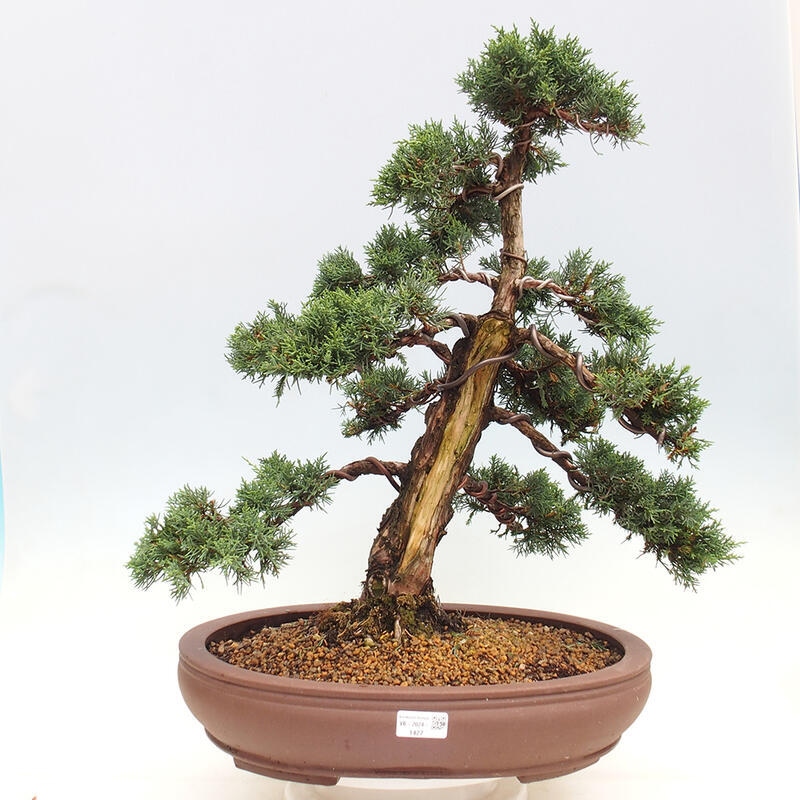 Outdoor bonsai - Juniperus chinensis Kishu - chiński jałowiec