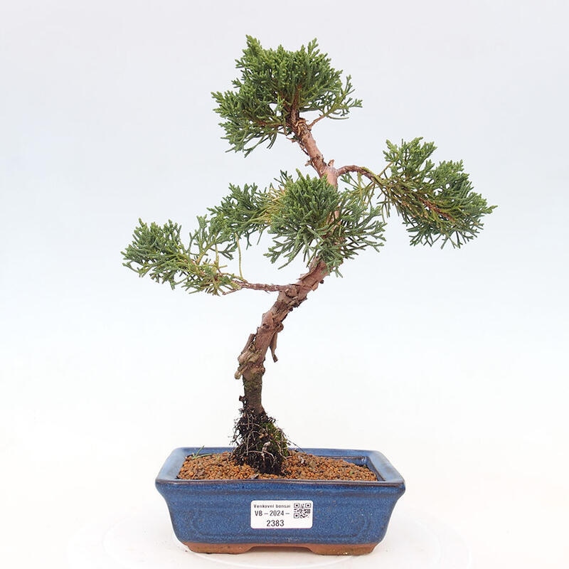 Bonsai zewnętrzne - Juniperus chinensis Kishu - Jałowiec chiński