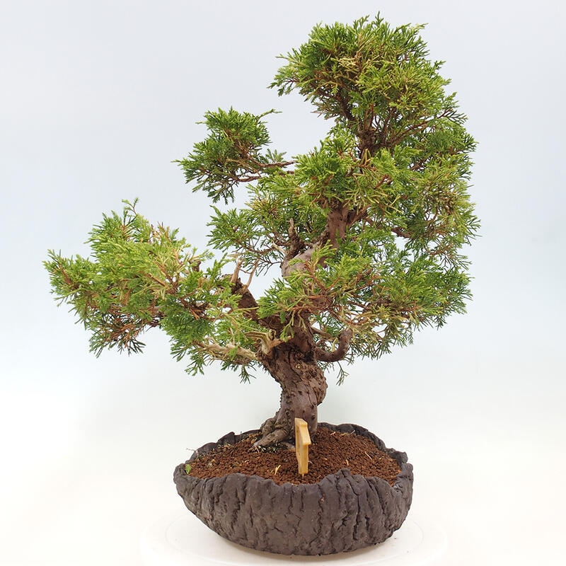 Bonsai zewnętrzne - Juniperus chinensis Kishu - Jałowiec chiński