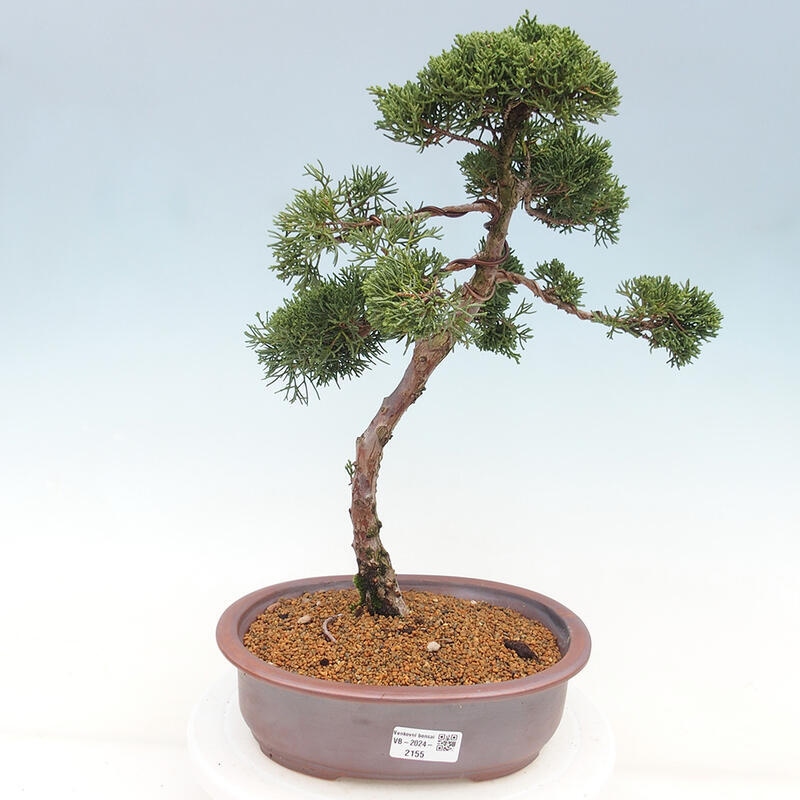 Outdoor bonsai - Juniperus chinensis Kishu - chiński jałowiec