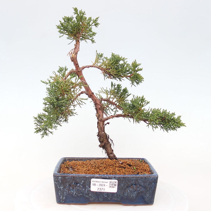 Bonsai zewnętrzne - Juniperus chinensis Kishu - Jałowiec chiński