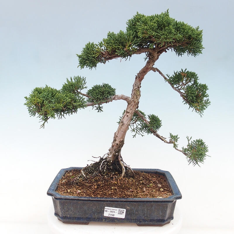 Outdoor bonsai - Juniperus chinensis Kishu - chiński jałowiec