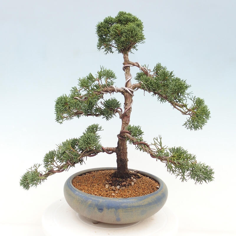 Outdoor bonsai - Juniperus chinensis Kishu - chiński jałowiec