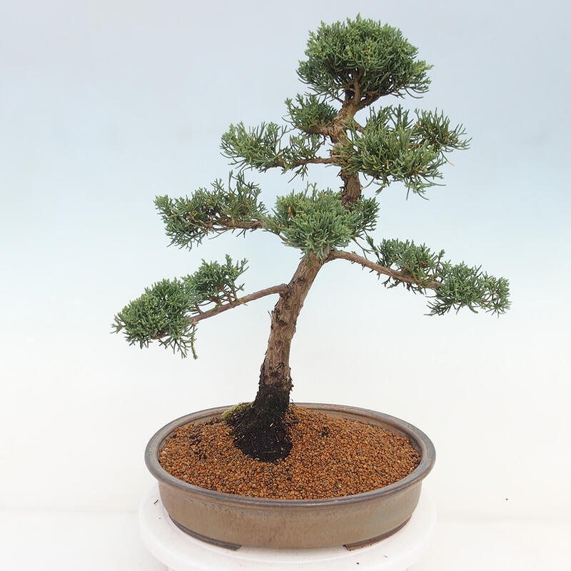 Outdoor bonsai - Juniperus chinensis Kishu - chiński jałowiec