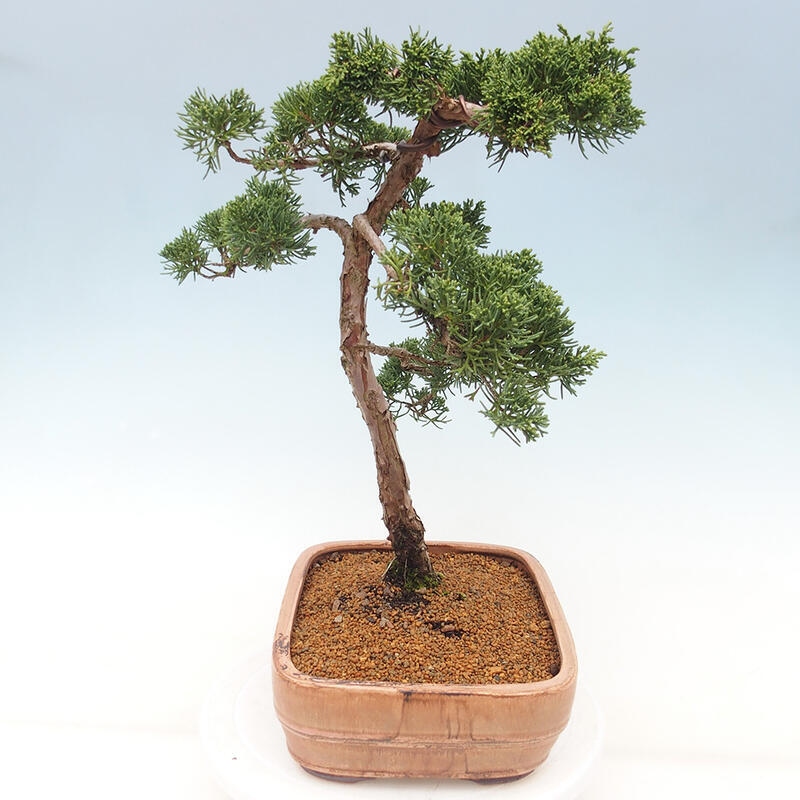 Outdoor bonsai - Juniperus chinensis Kishu - chiński jałowiec