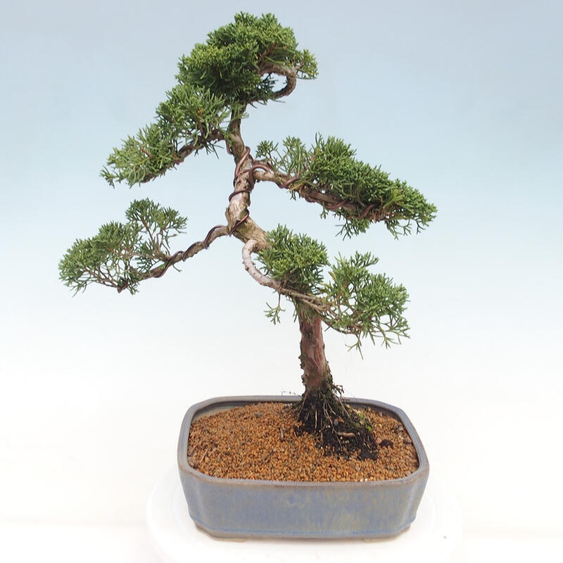 Outdoor bonsai - Juniperus chinensis Kishu - chiński jałowiec