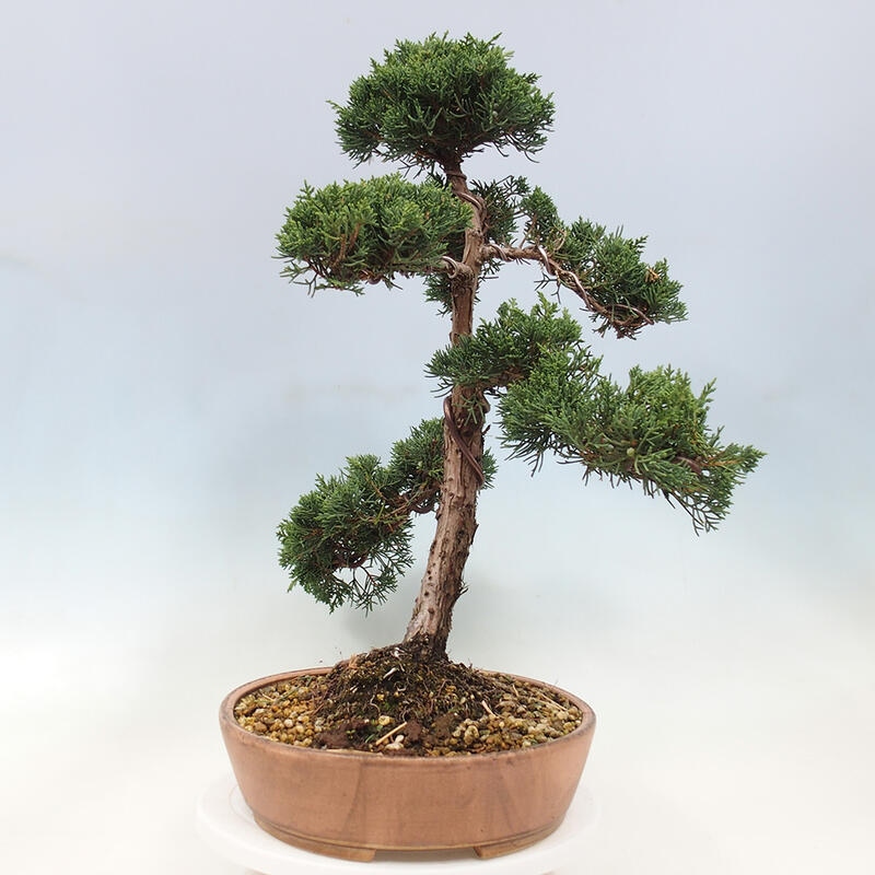 Bonsai zewnętrzne - Juniperus chinensis Kishu - Jałowiec chiński