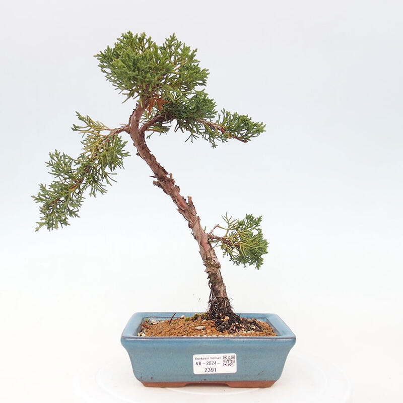 Bonsai zewnętrzne - Juniperus chinensis Kishu - Jałowiec chiński