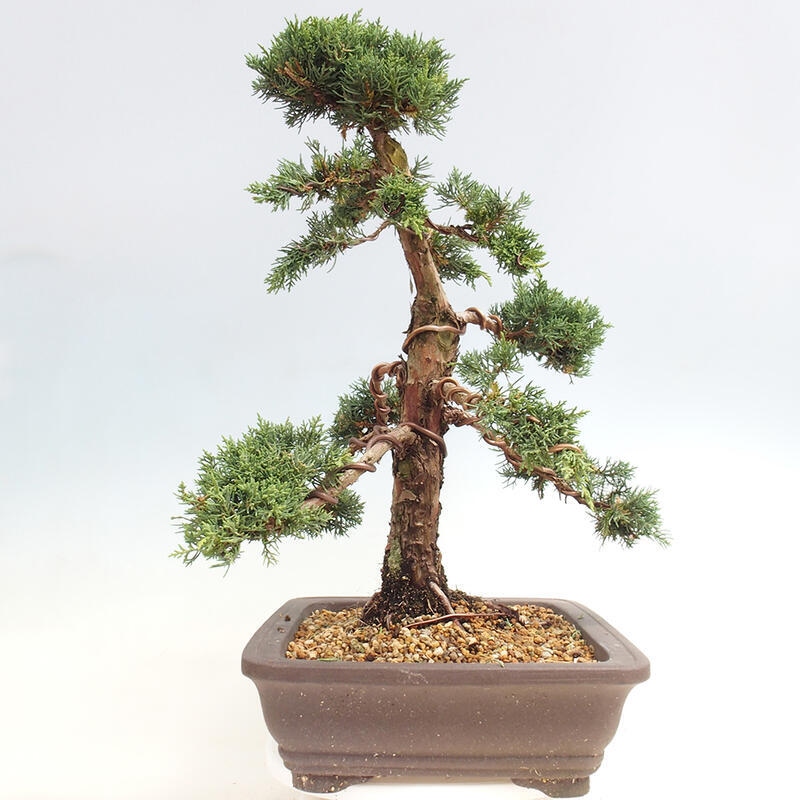 Outdoor bonsai - Juniperus chinensis Kishu - chiński jałowiec