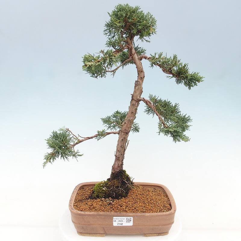 Outdoor bonsai - Juniperus chinensis Kishu - chiński jałowiec