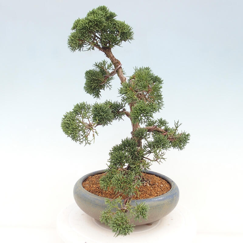 Outdoor bonsai - Juniperus chinensis Kishu - chiński jałowiec