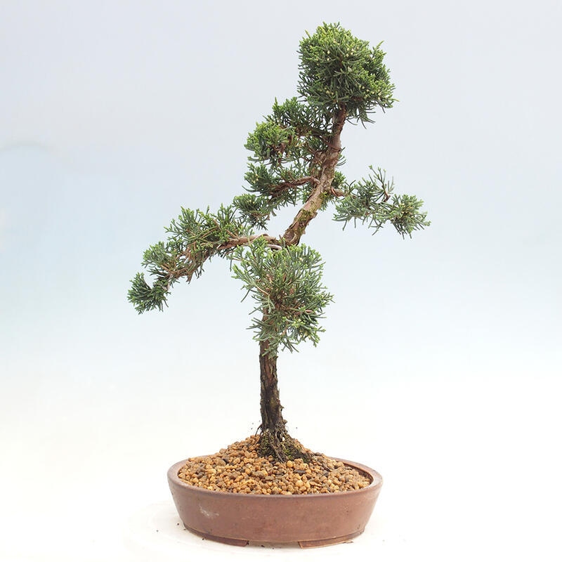 Outdoor bonsai - Juniperus chinensis Kishu - chiński jałowiec