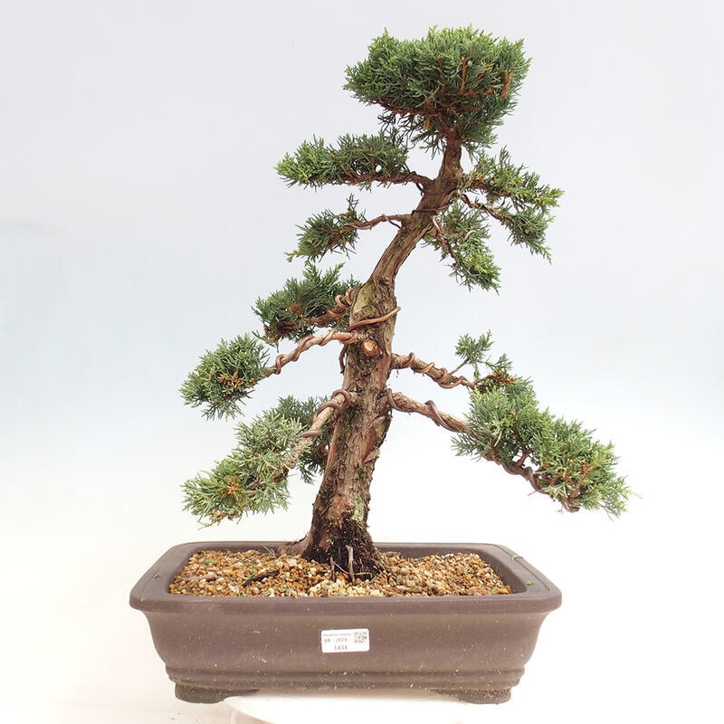 Outdoor bonsai - Juniperus chinensis Kishu - chiński jałowiec