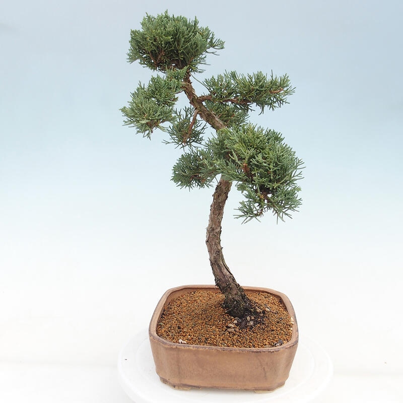 Outdoor bonsai - Juniperus chinensis Kishu - chiński jałowiec