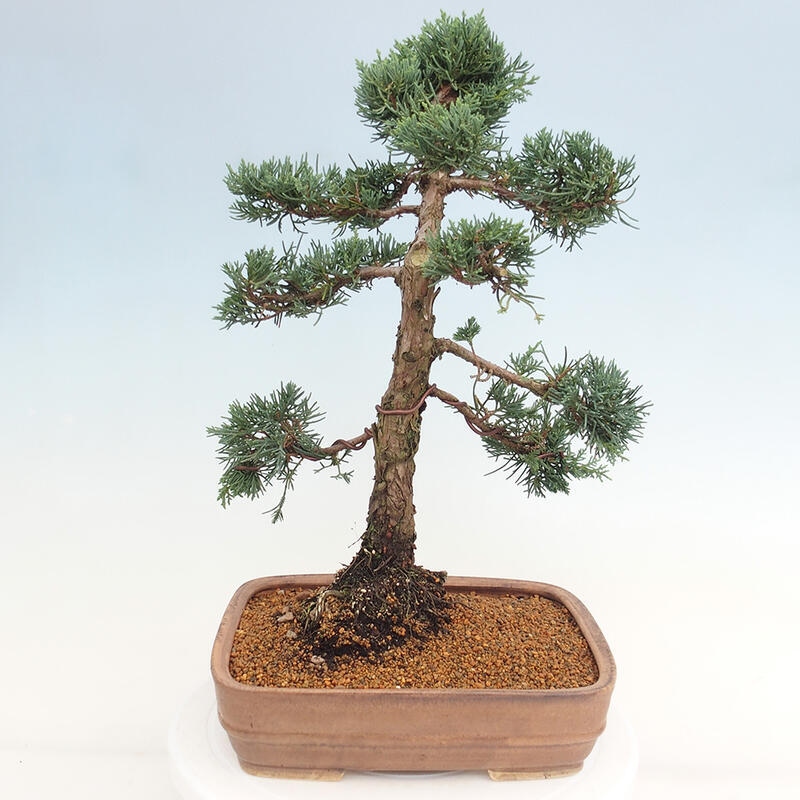 Outdoor bonsai - Juniperus chinensis Kishu - chiński jałowiec