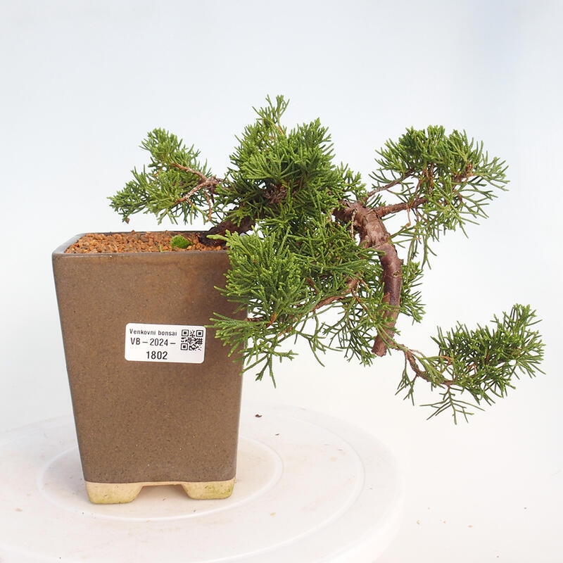 Bonsai zewnętrzne - Juniperus chinensis Kishu - Jałowiec chiński