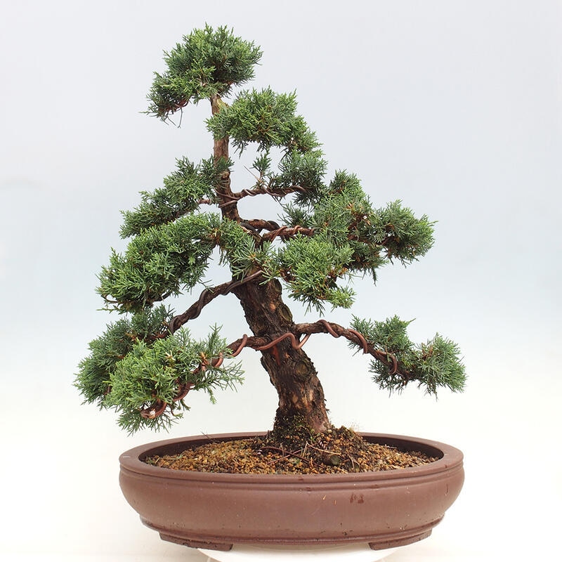 Outdoor bonsai - Juniperus chinensis Kishu - chiński jałowiec