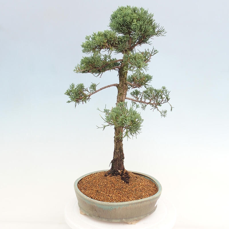 Outdoor bonsai - Juniperus chinensis Kishu - chiński jałowiec