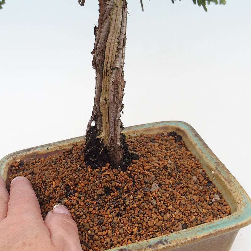 Outdoor bonsai - Juniperus chinensis Kishu - chiński jałowiec