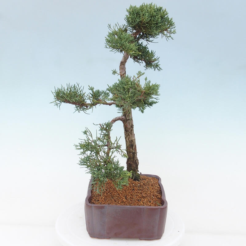 Outdoor bonsai - Juniperus chinensis Kishu - chiński jałowiec