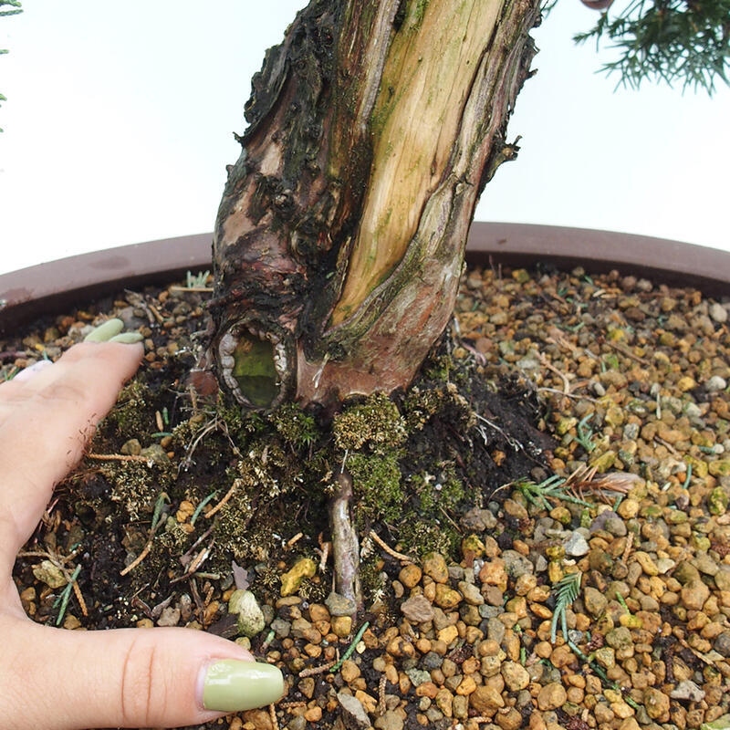 Outdoor bonsai - Juniperus chinensis Kishu - chiński jałowiec