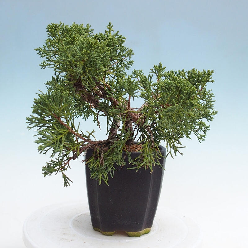 Bonsai zewnętrzne - Juniperus chinensis Kishu - Jałowiec chiński