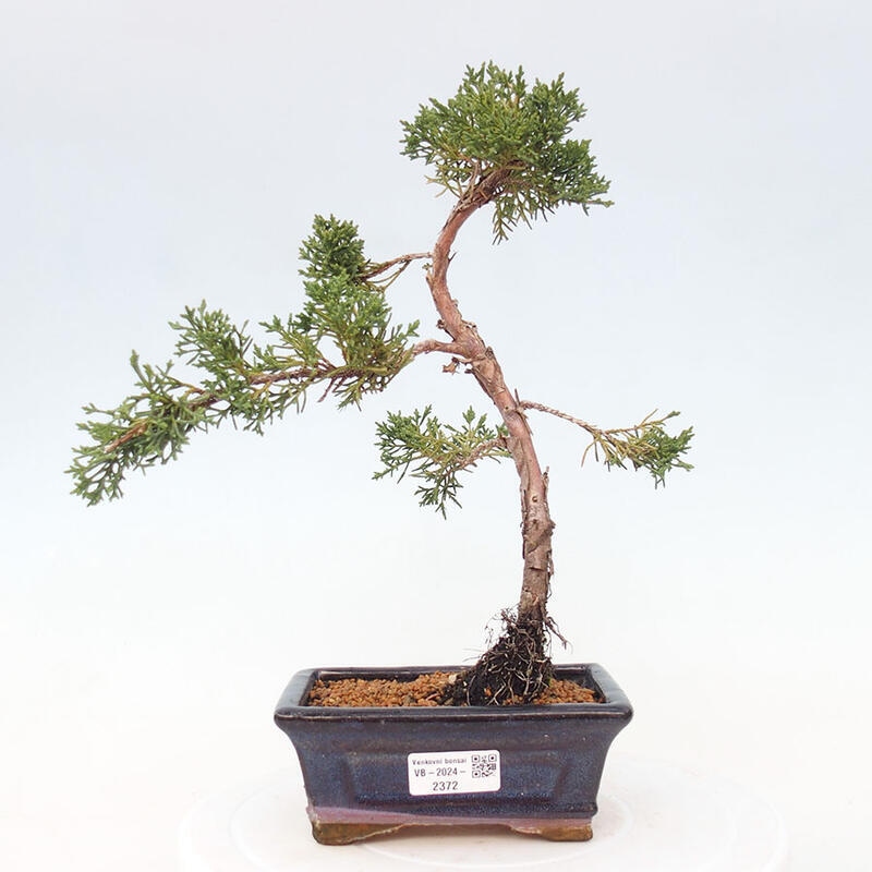 Bonsai zewnętrzne - Juniperus chinensis Kishu - Jałowiec chiński