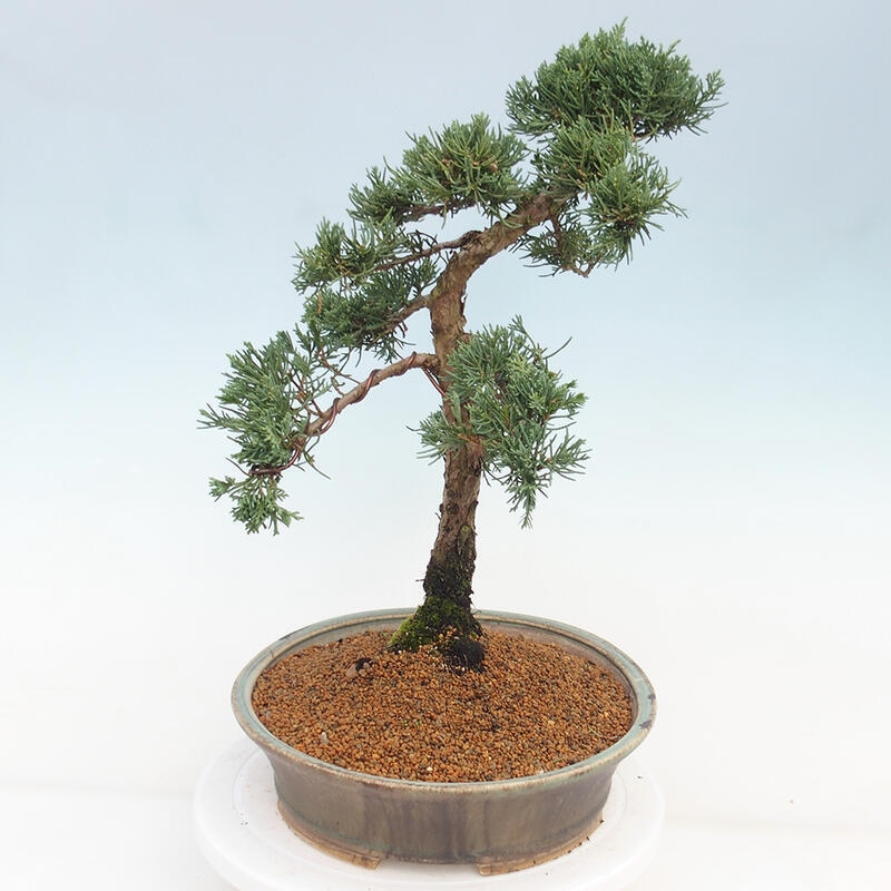 Outdoor bonsai - Juniperus chinensis Kishu - chiński jałowiec